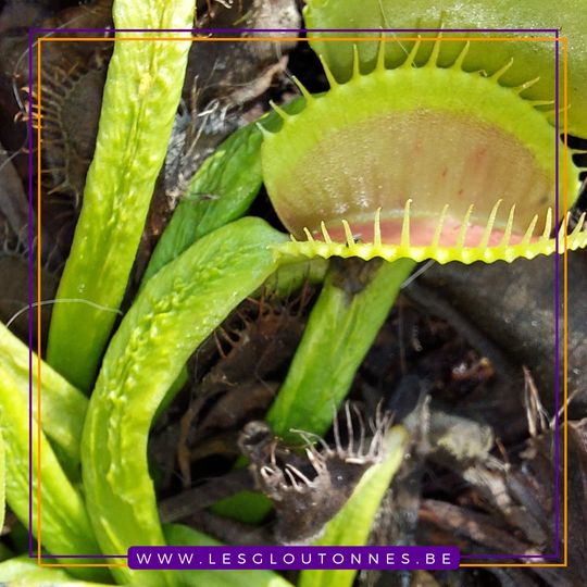 Dionaea 'Schuppenstiel 2'