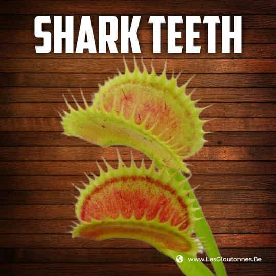 Dionaea "Shark Teeth"