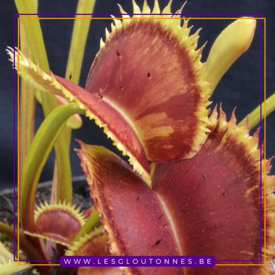 Dionaea "SL Seedling"