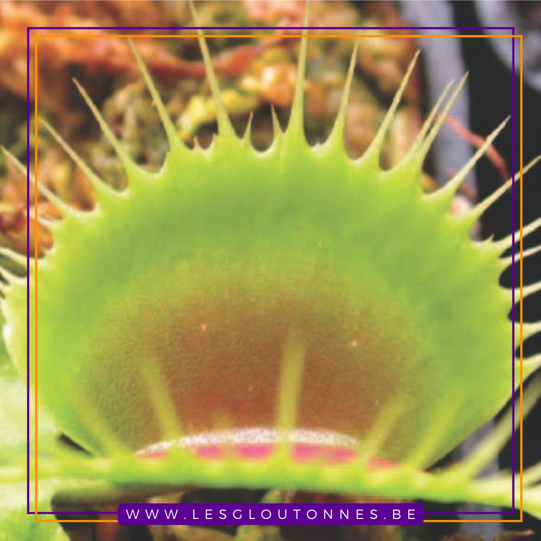 Dionaea 'Sonic'