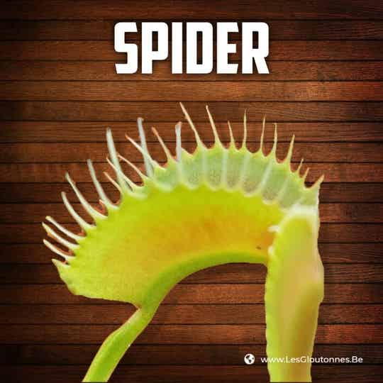 Dionaea "Spider"