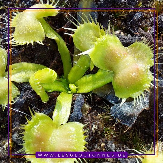 Dionaea "Spiderman"