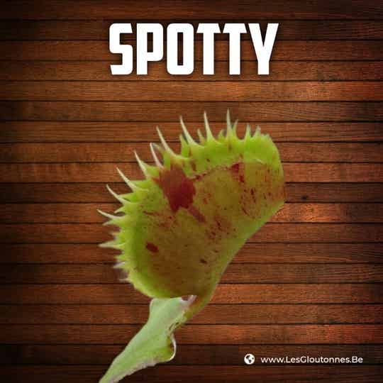 Dionaea "Spotty"