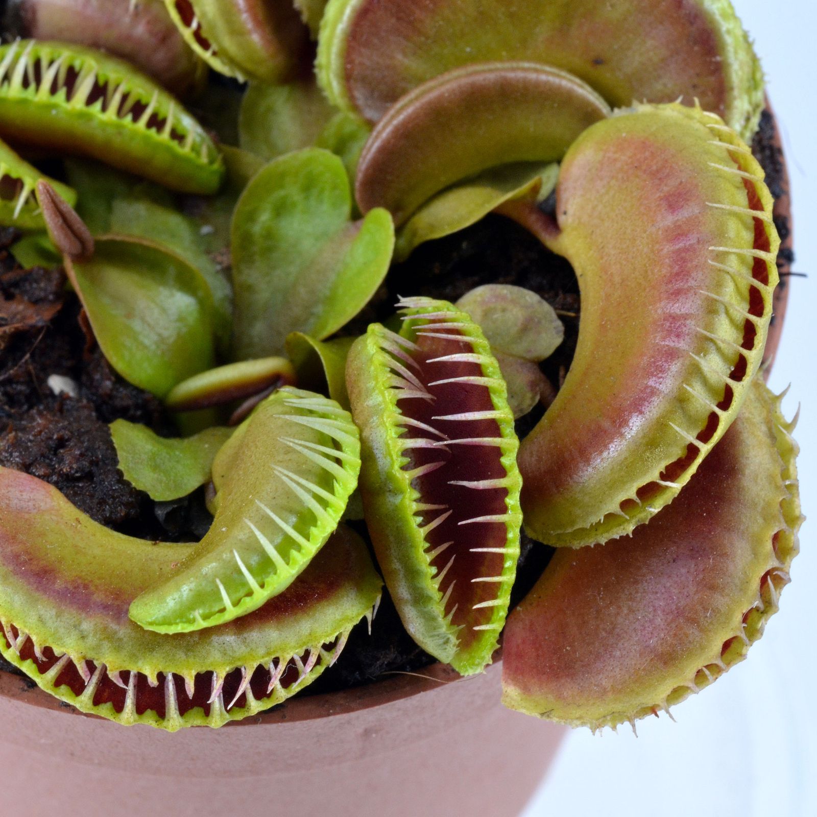 Dionaea "Stregatto"