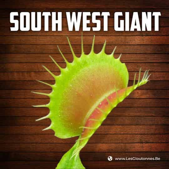 Dionaea 'South West Giant'