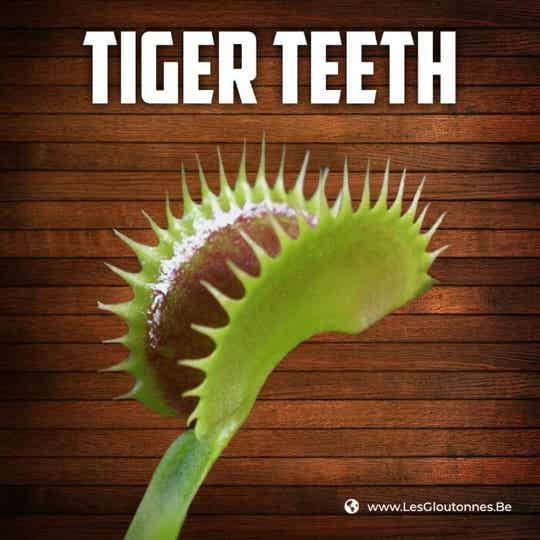 Dionaea "Tiger Teeth"
