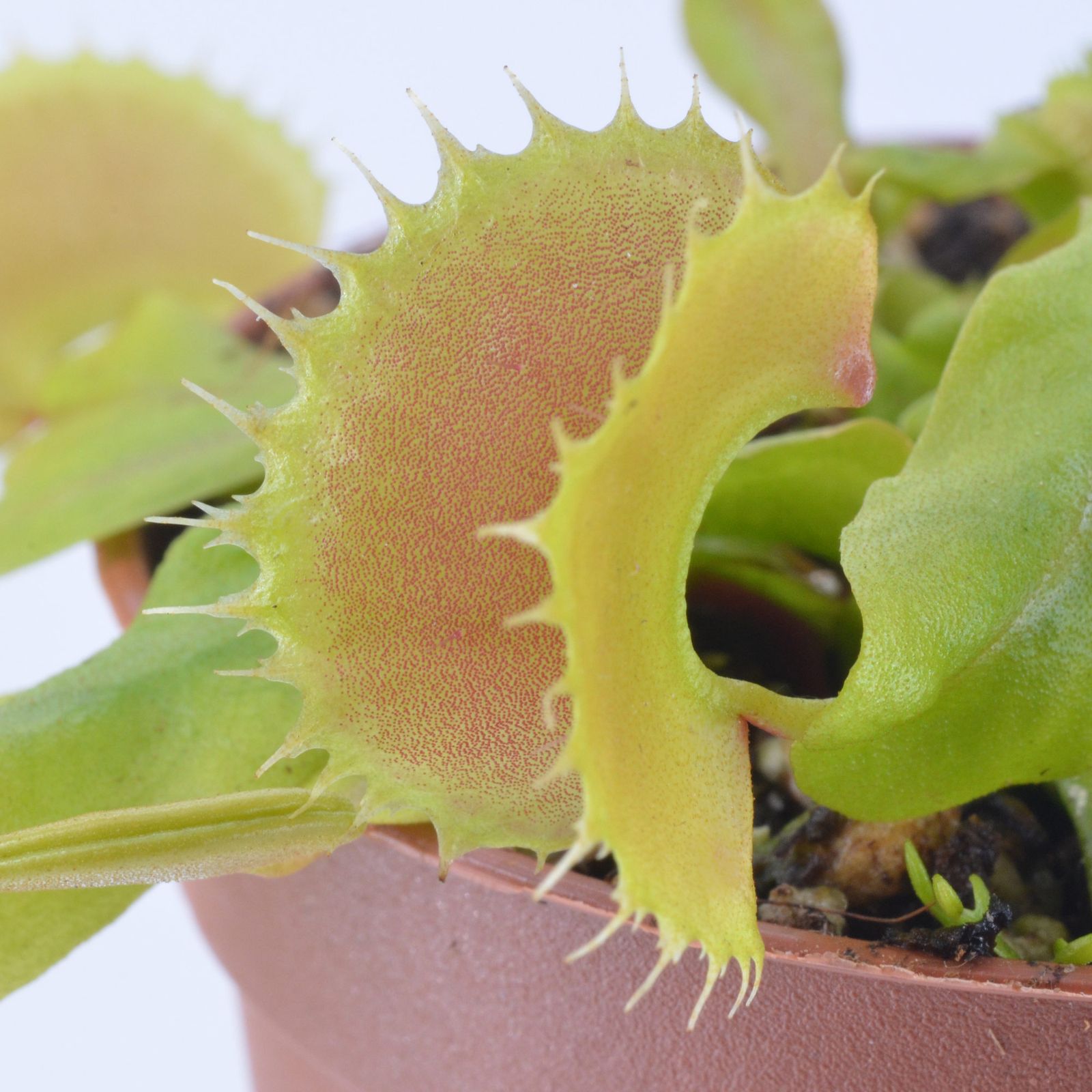 Dionaea "Toucan"
