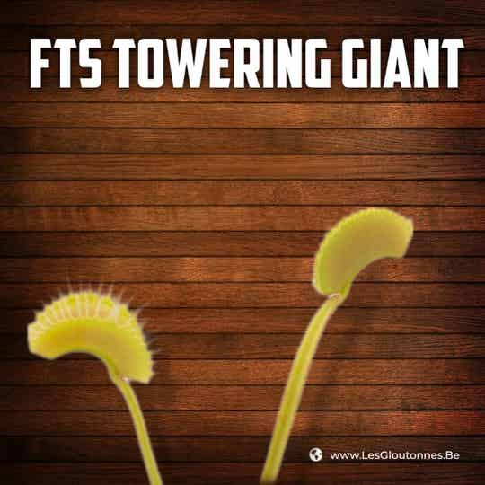 Dionaea "FTS Towering Giant"