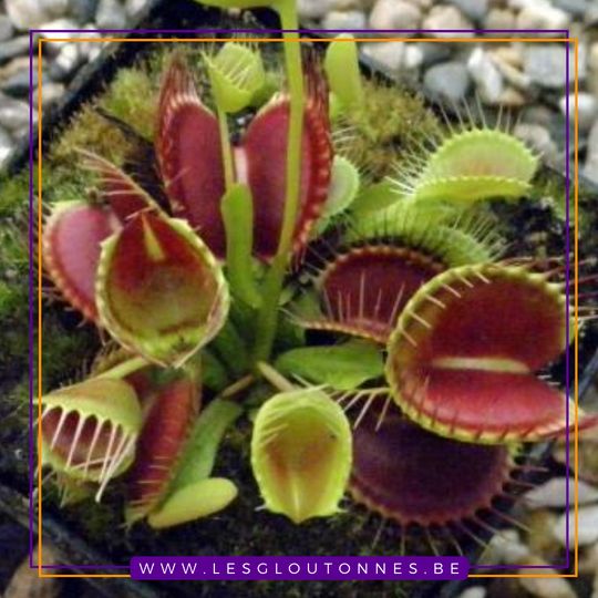 Dionaea 'Trichterfalle'