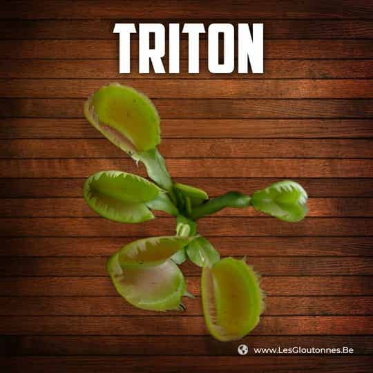 Dionaea 'Triton'
