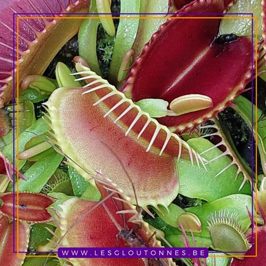 Dionaea muscipula typical