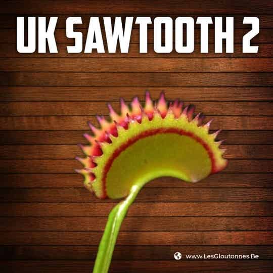 Dionaea 'Uk2'
