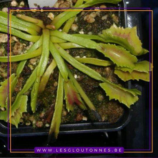 Dionaea 'Wacky Traps'