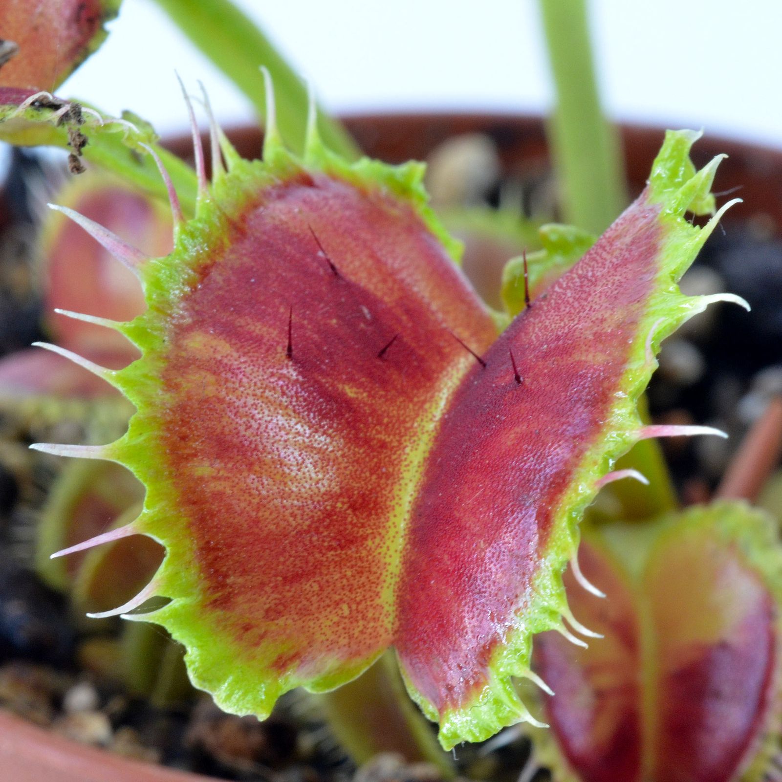 Dionaea "Wave Clip"