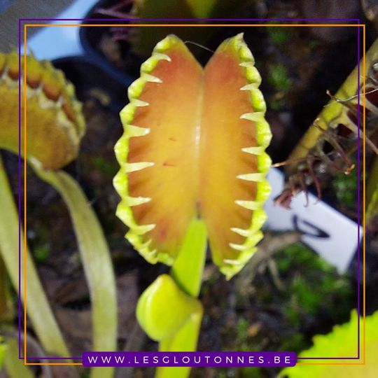 Dionaea 'Werewolf'