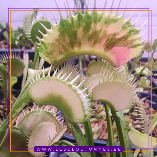 Dionaea "GJ White Tiger"