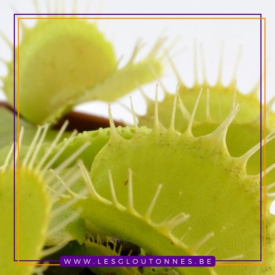 Dionaea "Yellow Fused Tooth"