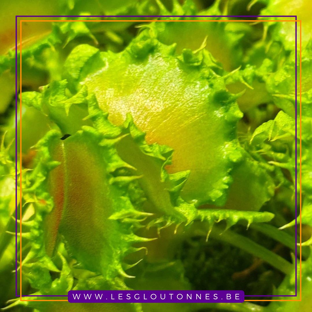 Dionaea "The Zipp"