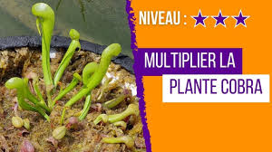 Comment réussir un semis de Darlingtonia Californica
