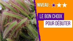 5 espèces de plantes carnivores parfaites pour les débutants