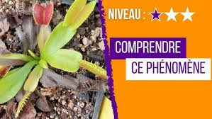 Pourquoi les pièges de ma Dionée deviennent noirs