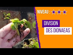 Comment diviser une Dionée attrape mouche