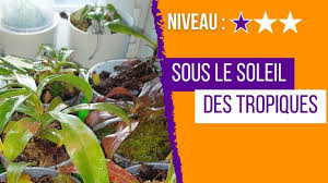 Quel est le meilleur emplacement pour tes Nepenthes