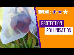 Comment protéger les Fleurs des Plantes Carnivores