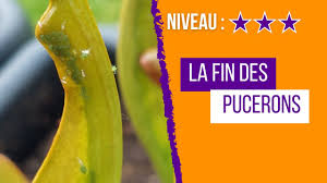 Pucerons VS Plantes Carnivores
