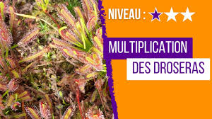 Comment réussir un semis de Drosera