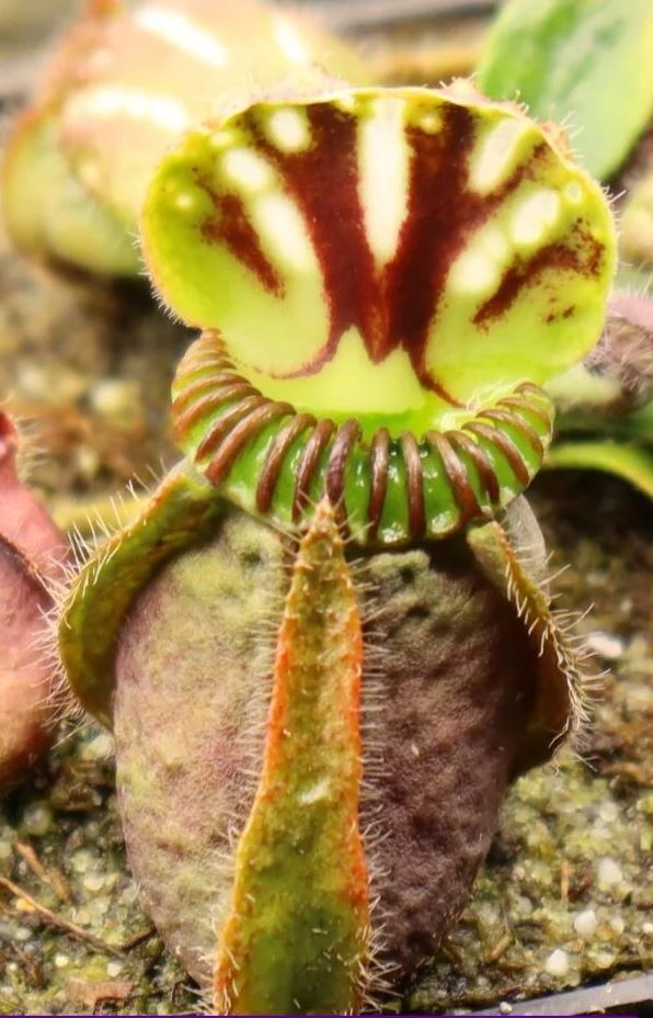 Cephalotus follicularis - plante cruche d'Australie - guide de culture