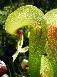 Darlingtonia californica - plante cobra - guide de culture