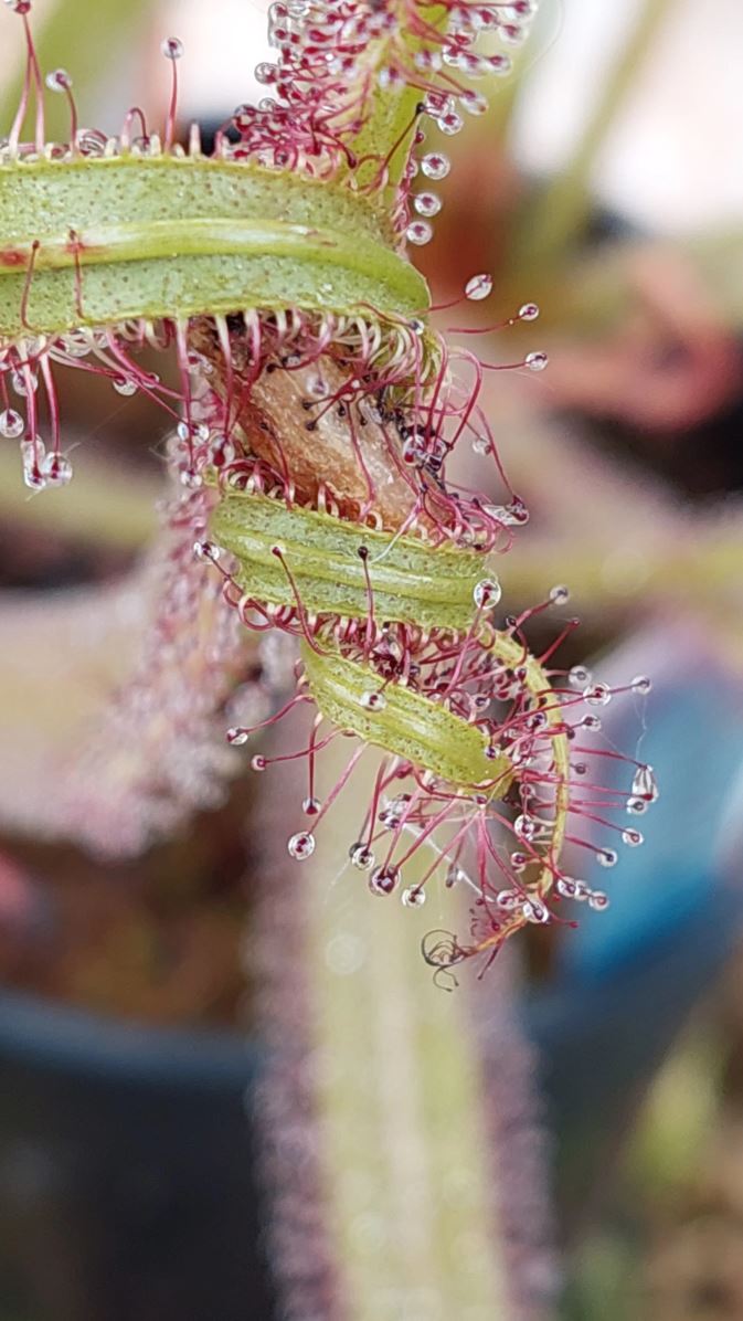 Drosera - plante à rosée - guide de culture