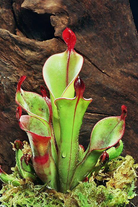 Heliamphora - plante à urnes du soleil - guide de culture