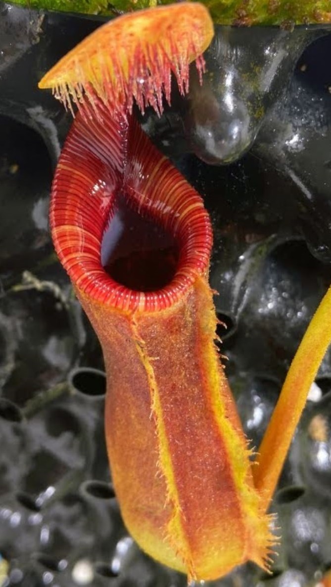 Nepenthes - plante à urnes tropicale - guide de culture