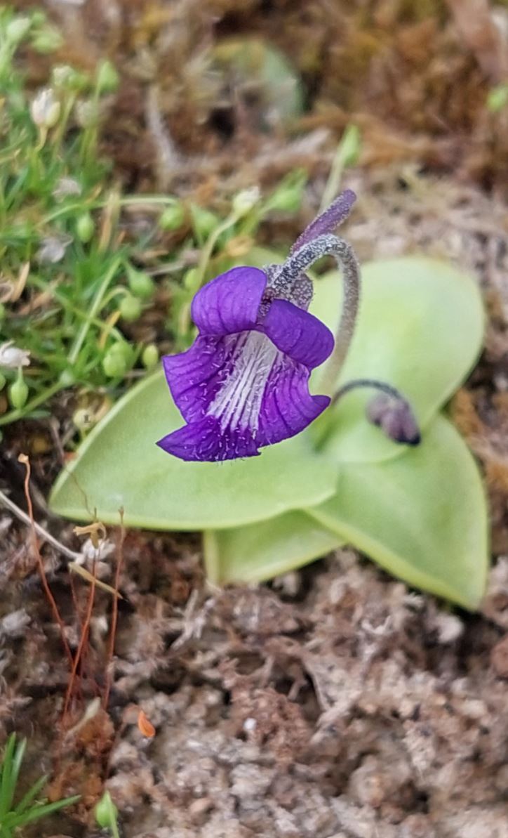 Pinguicula - grassette - guide de culture