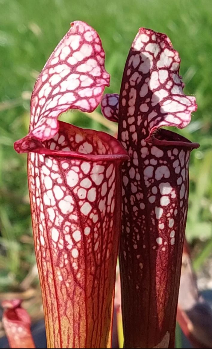 Sarracenia - plante trompette - guide de culture