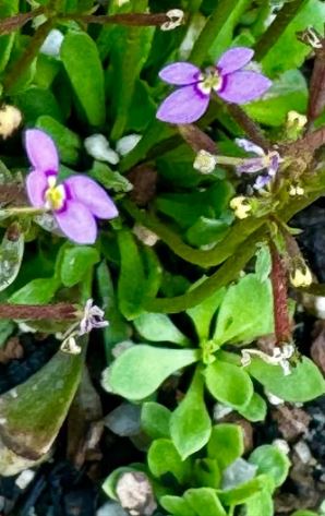 Stylidium - plante à gâchette - guide de culture