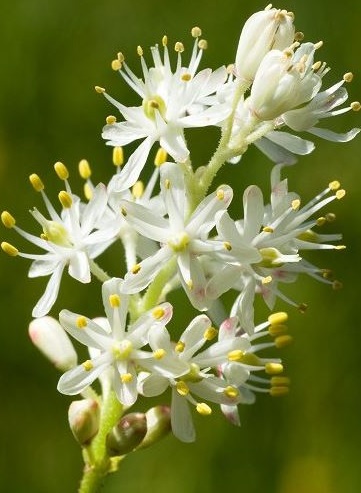 Triantha occidentalis - lis des marais occidental - guide de culture