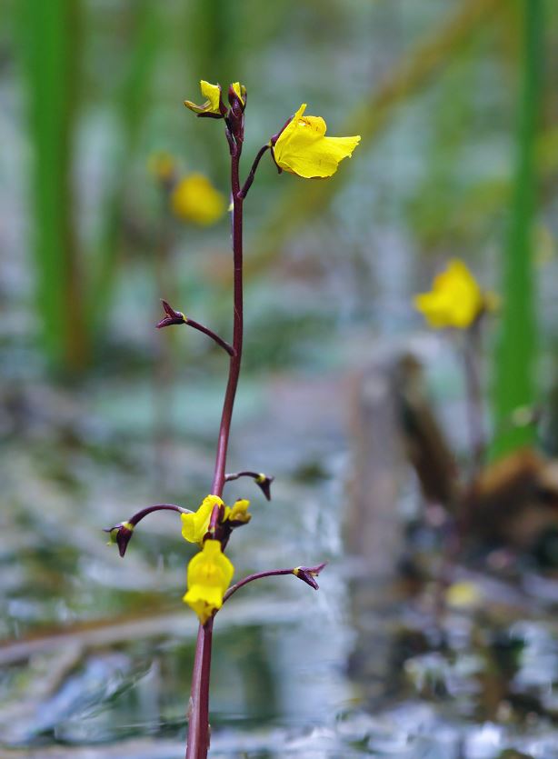 Utricularia - plante à vessies - guide de culture