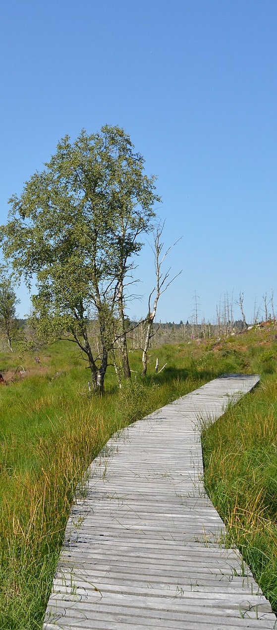 Caillebotis dans les Hautes Fagnes