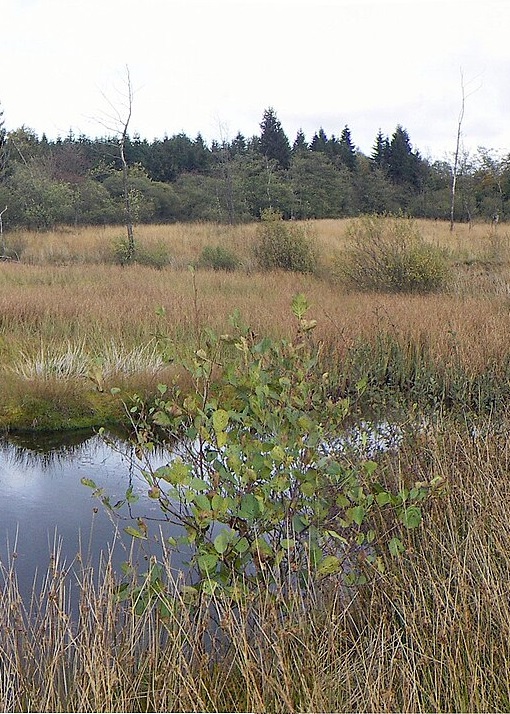 Paysage des Hautes Fagnes en automne