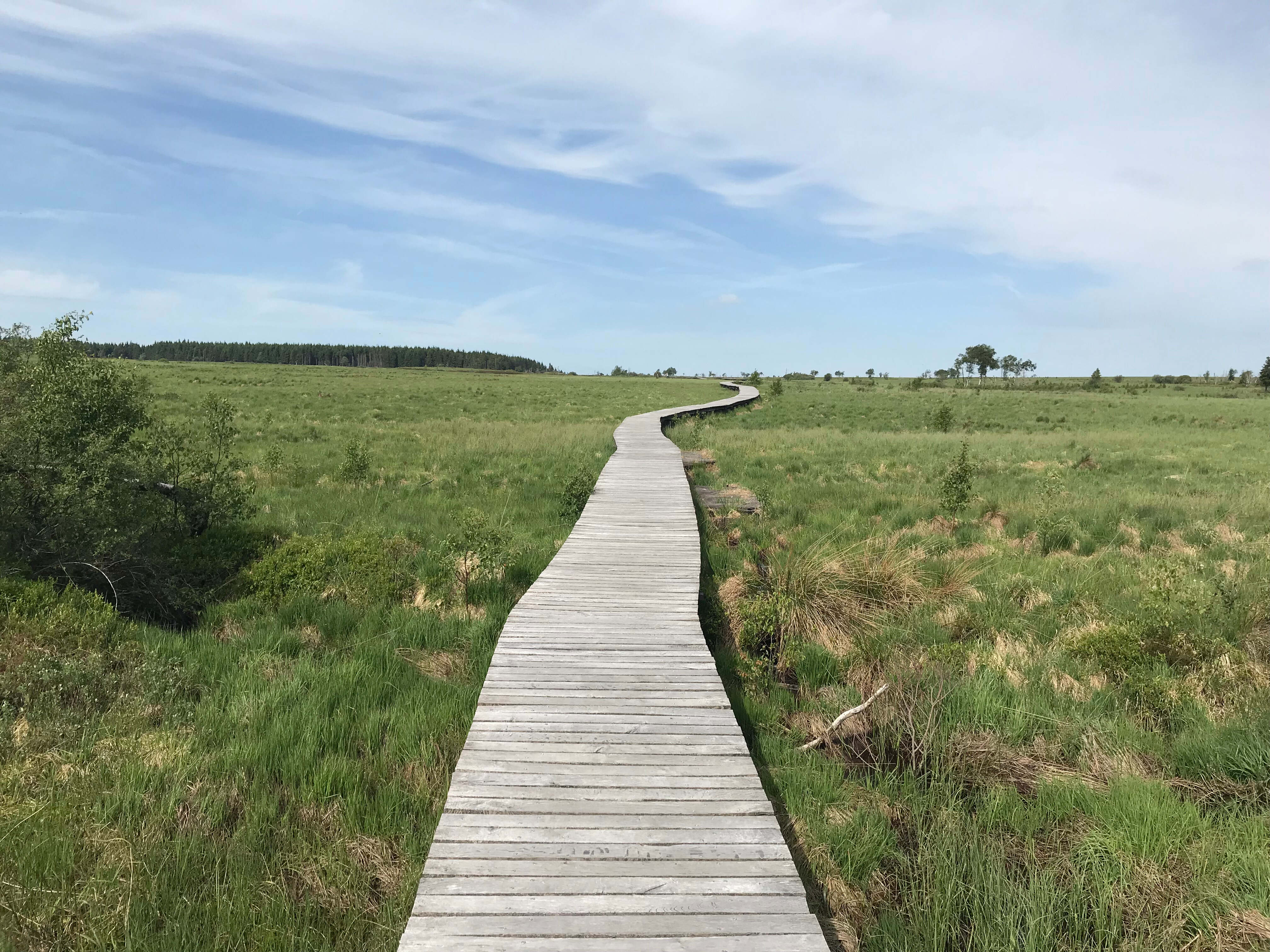 Tourbière des Hautes Fagnes avec tapis de sphaignes